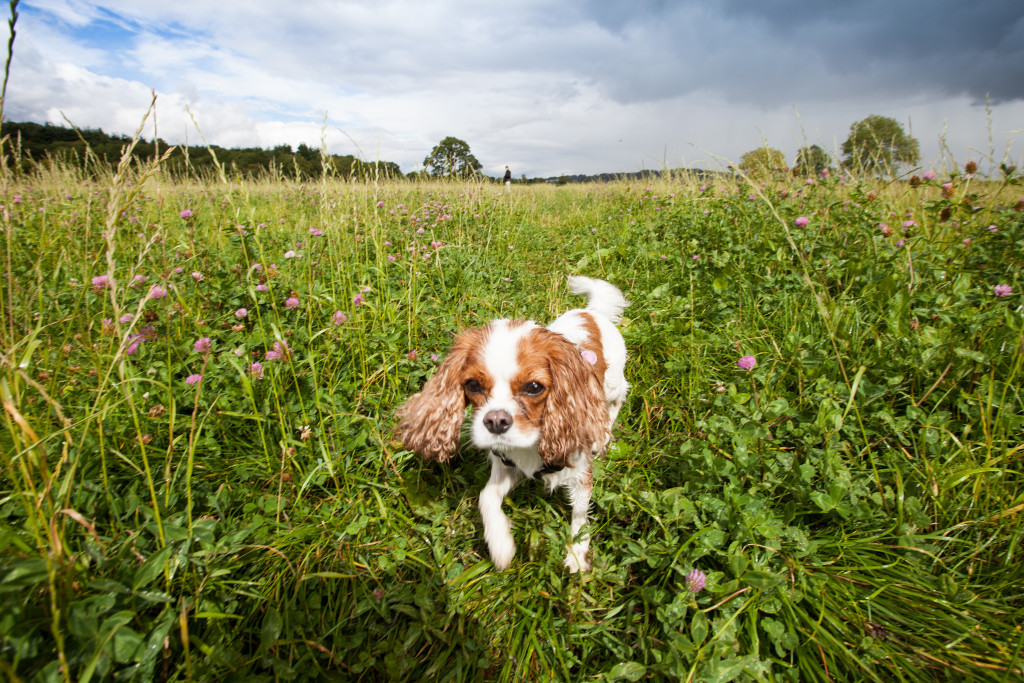 Cotswolds-29